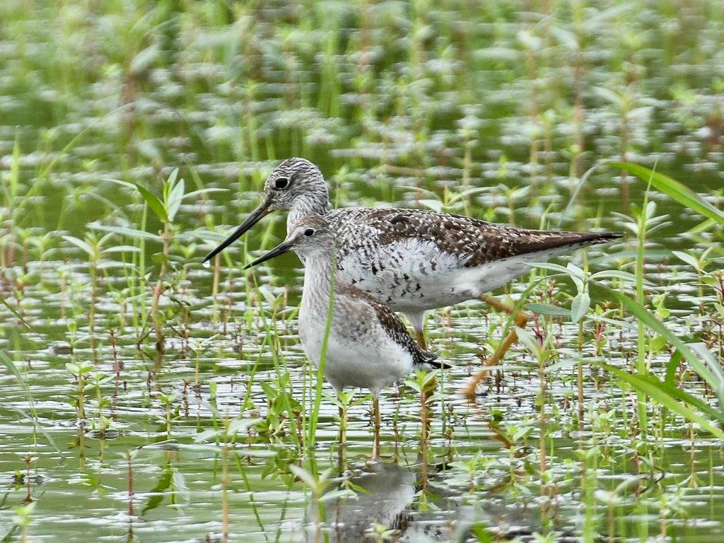 Greater & Lesser Yellowlegs (Tringa melanoleuca and Tringa flavipes) by Howard Patterson is licensed under CC BY-NC-SA 2.0.